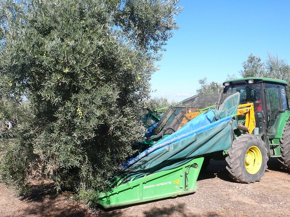 olive-332665_1280 olive-332665_1280