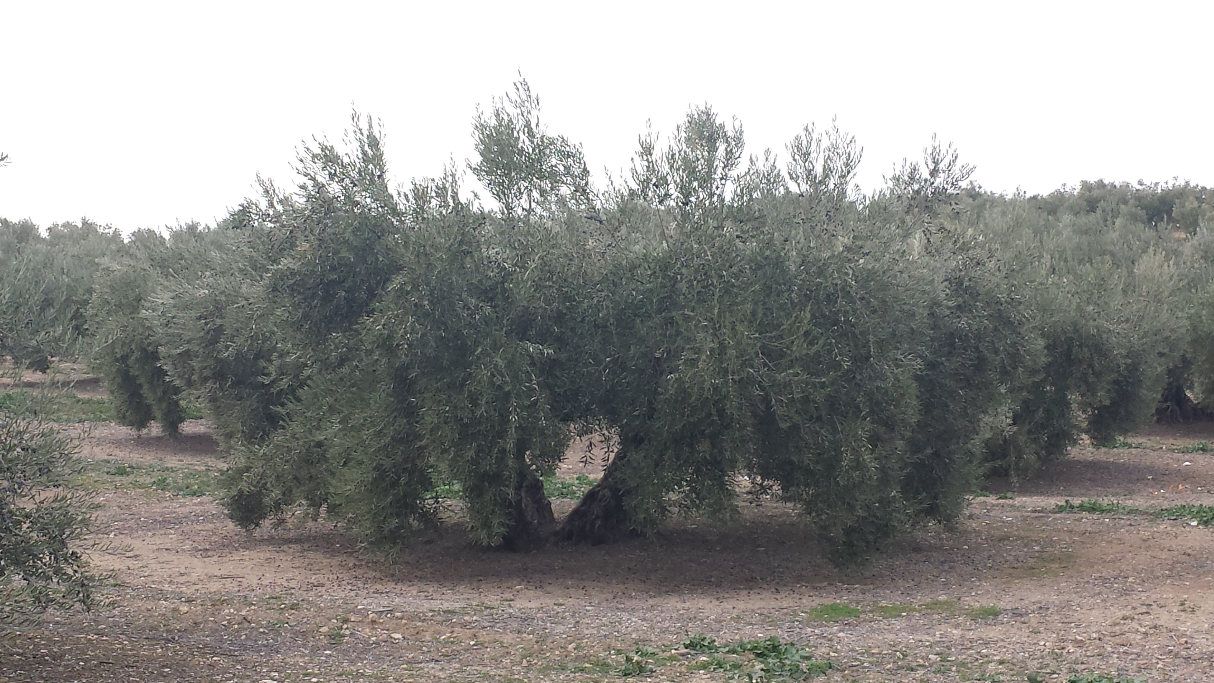 FINCA OLIVAR EN BAILEN